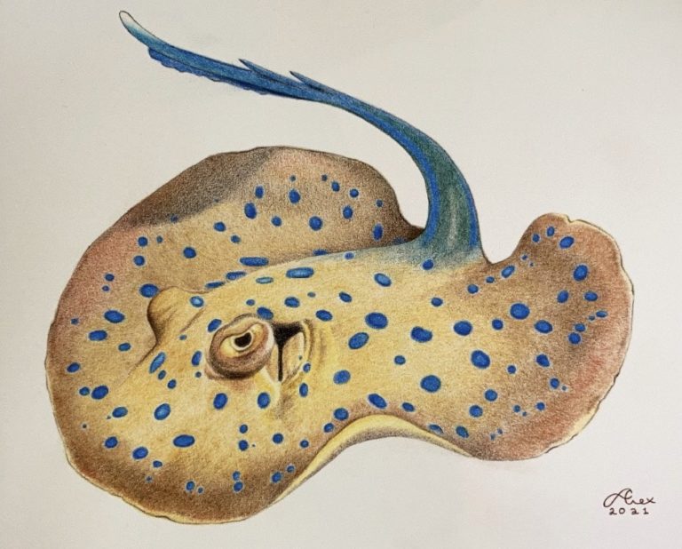 Illustration of a blue spotted stingray by Alex Thornton