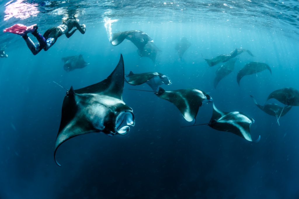 Ultimate Guide to Rays: Manta Ray vs Stingray vs Eagle Rays