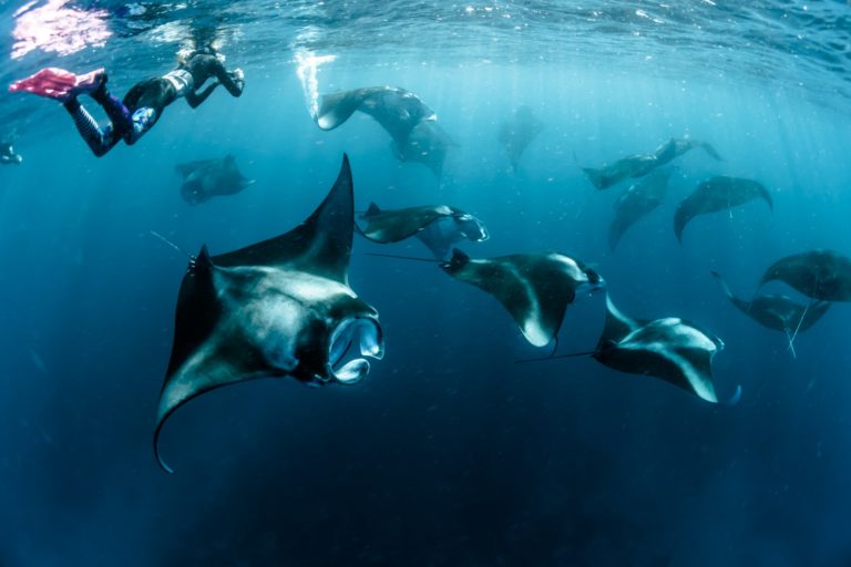 Manta Rays swimming with a snorkeler