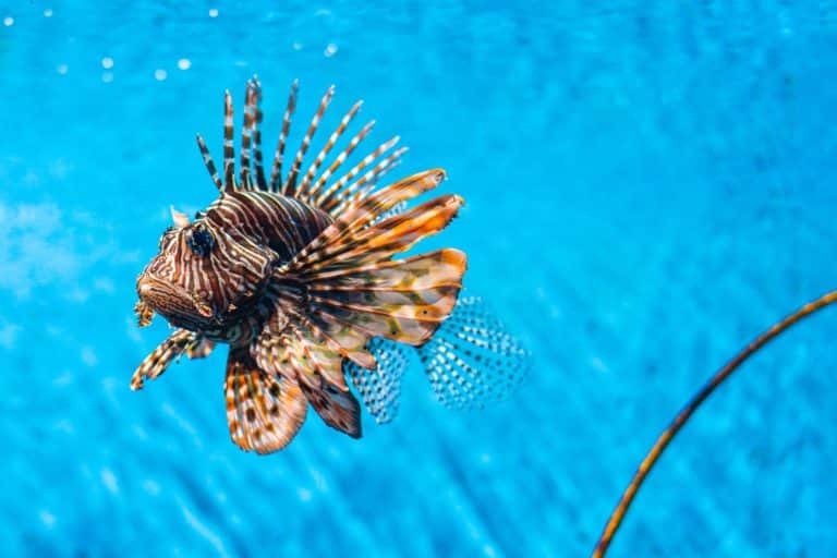 A lionfish with its venomous spines flared out