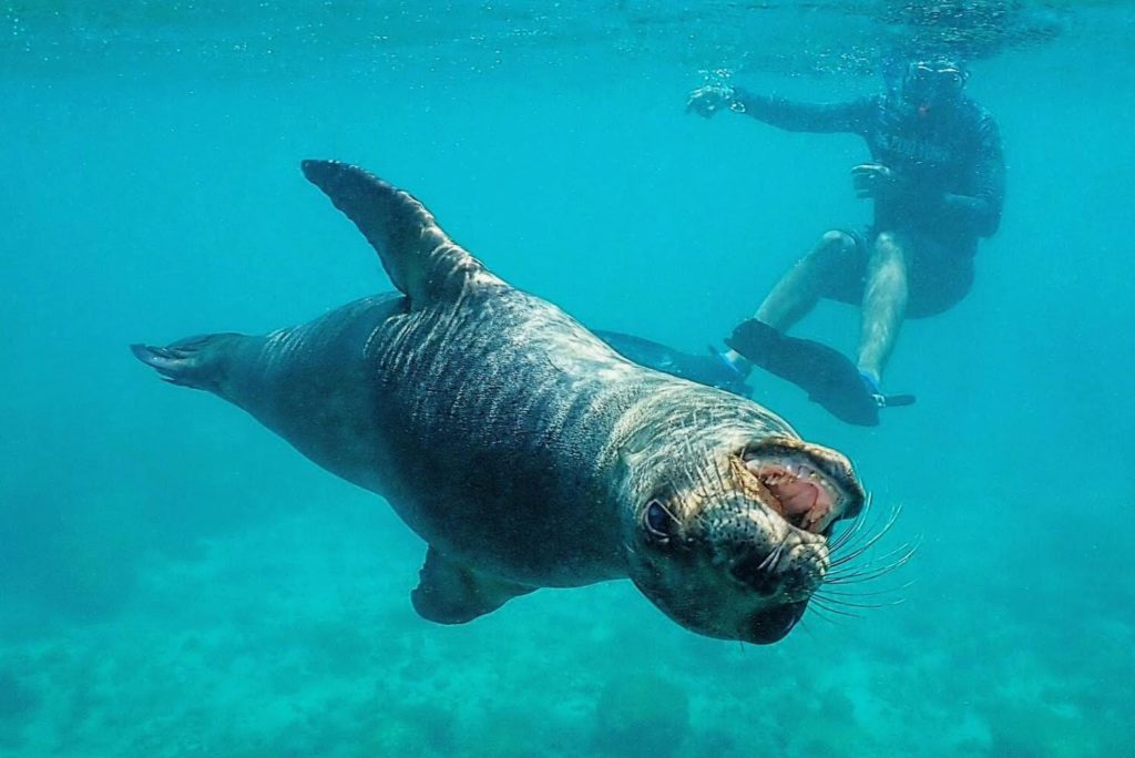 Snorkeling in the Galápagos Islands – Ecuador