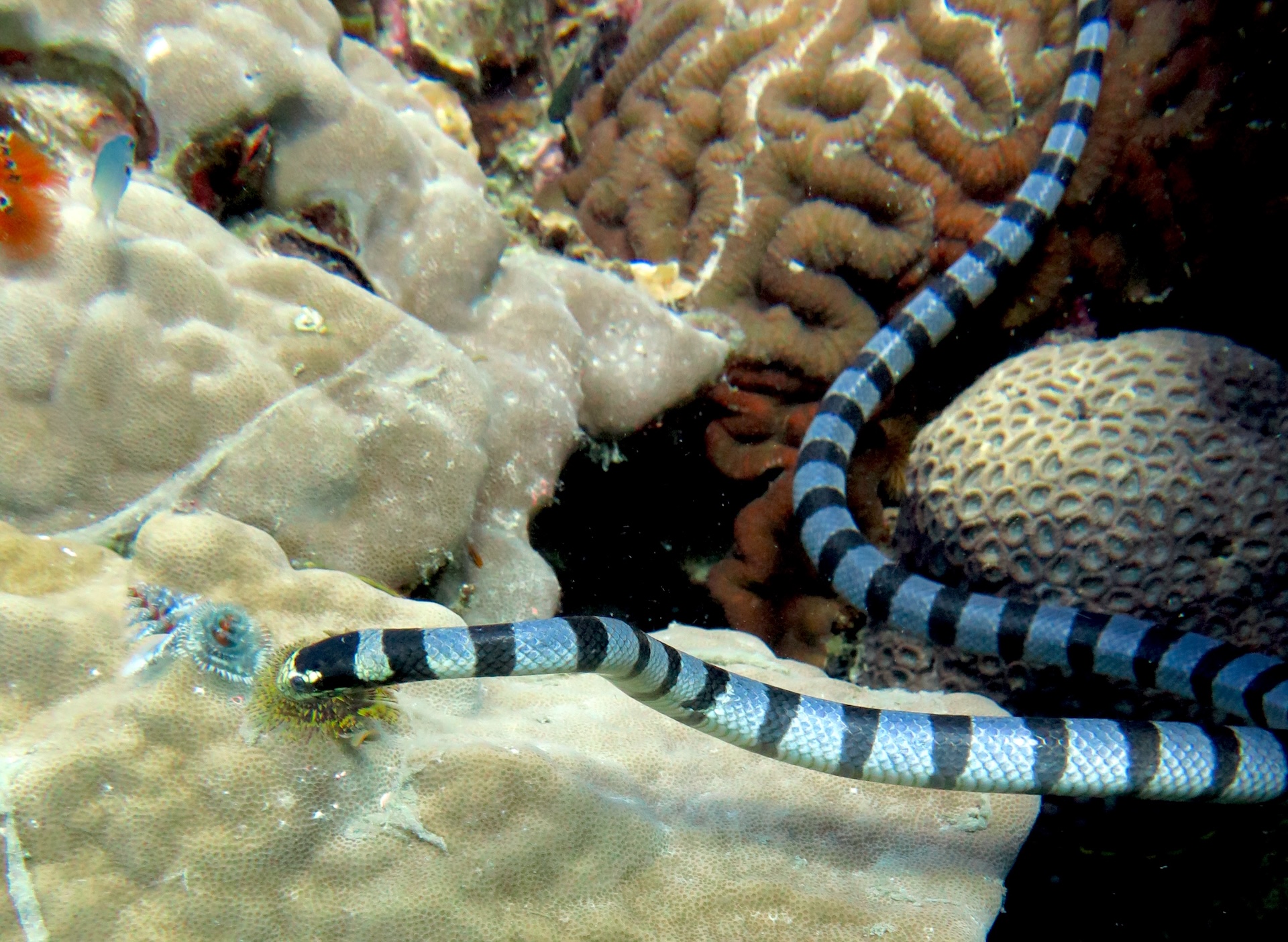 Banded Sea Krait swimming over coral